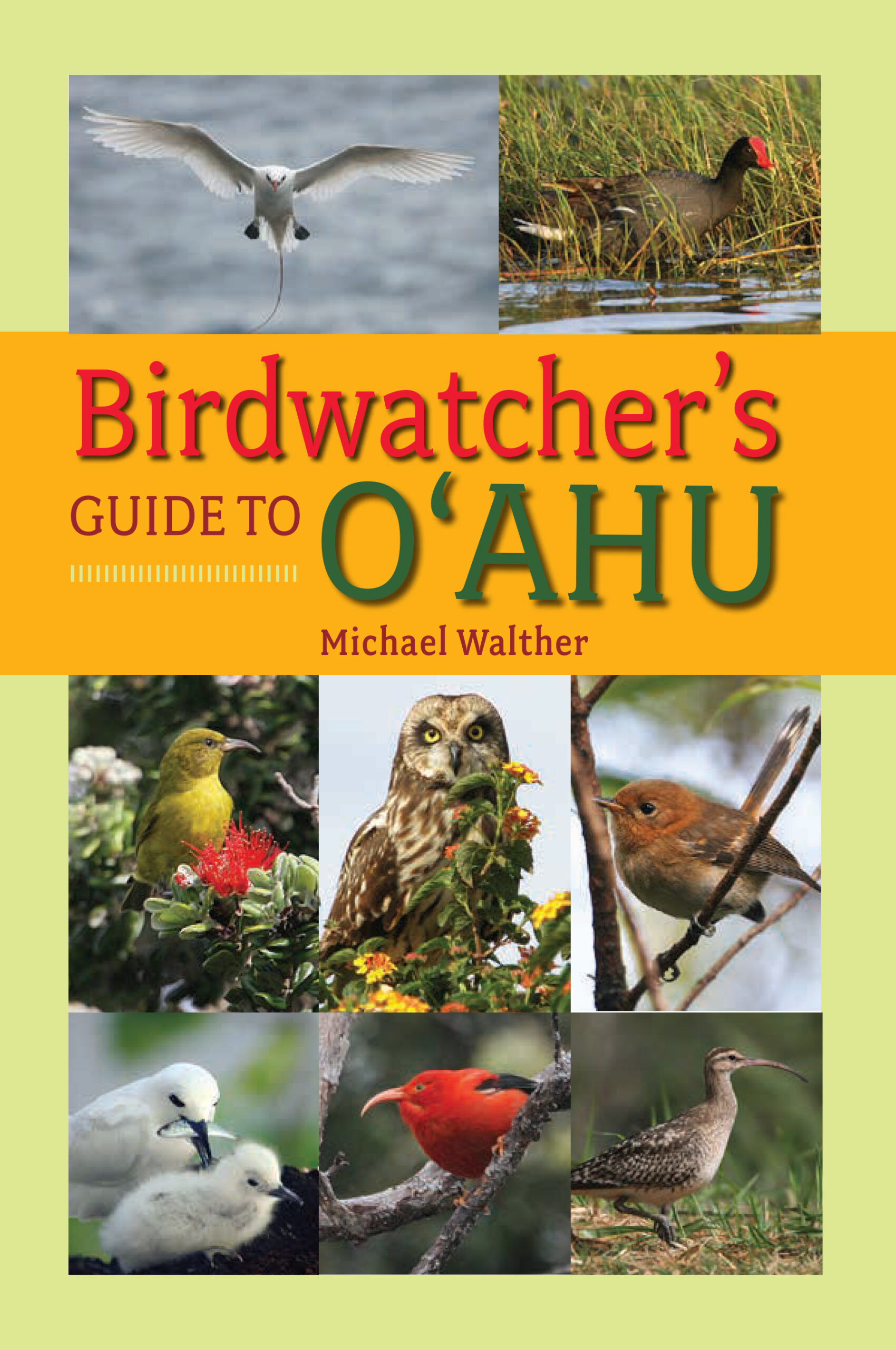 What Are Emily Winter Tits? A Birdwatcher's Guide